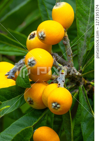 Fruit of loquat 127195374