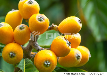 Fruit of loquat 127195375