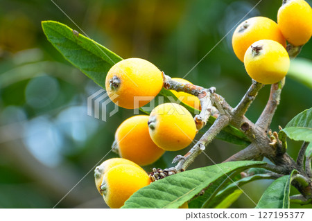 枇杷的果實 枇杷的果實 127195377