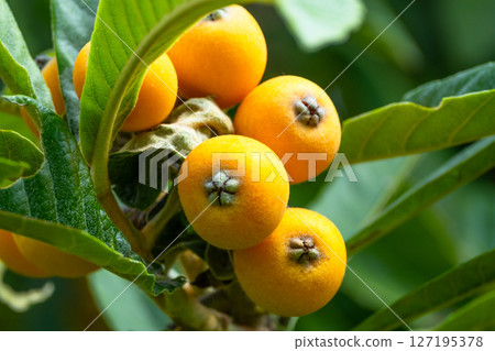 枇杷的果實 枇杷的果實 127195378