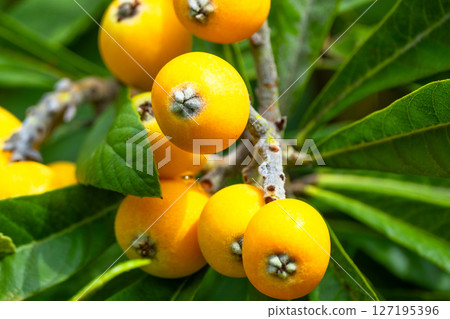 Fruit of loquat 127195396