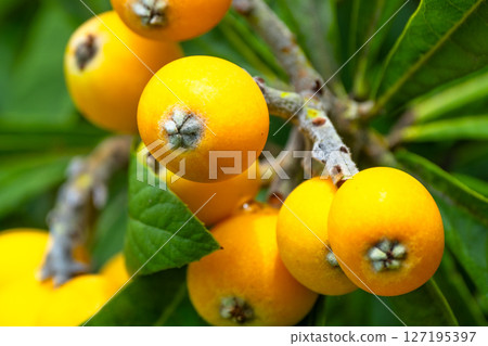Fruit of loquat 127195397