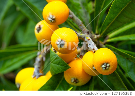 Fruit of loquat 127195398