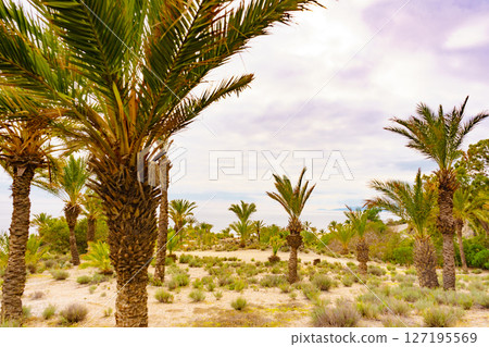 Palm trees on sea coast 127195569