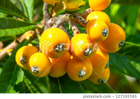 Fruit of loquat 127195593