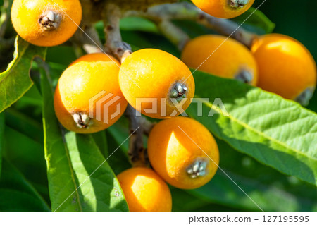 Fruit of loquat 127195595