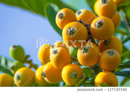 Fruit of loquat 127195598