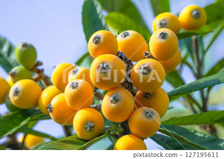Fruit of loquat 127195611