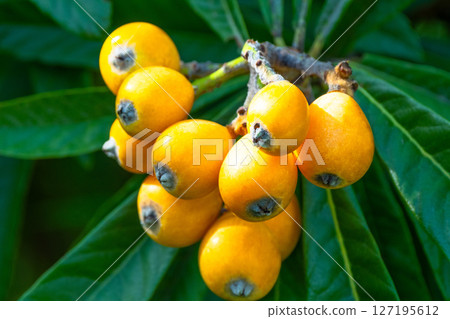Fruit of loquat 127195612