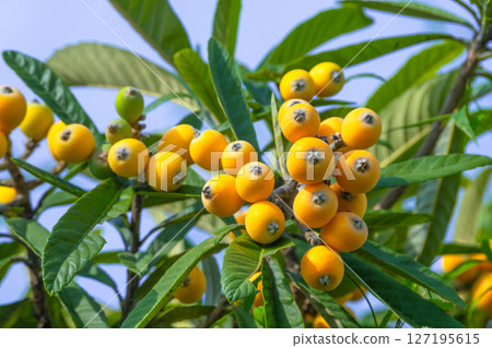 Fruit of loquat Fruit of loquat 127195615