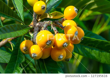 Fruit of loquat Fruit of loquat 127195616