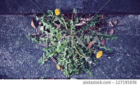 瀝青中長出的蒲公英 127195836