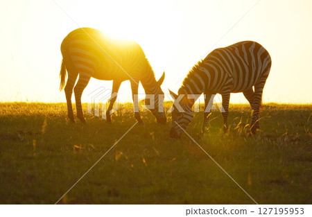 Grant's zebras in the morning glow Grant's zebras in the morning glow 127195953