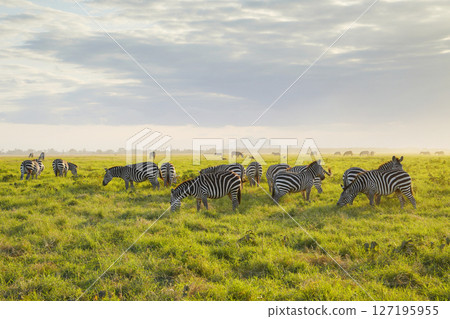 格蘭特斑馬 127195955