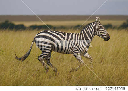 Grant Zebra 127195956
