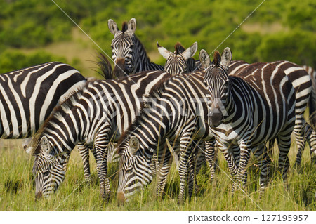 Grant Zebra 127195957