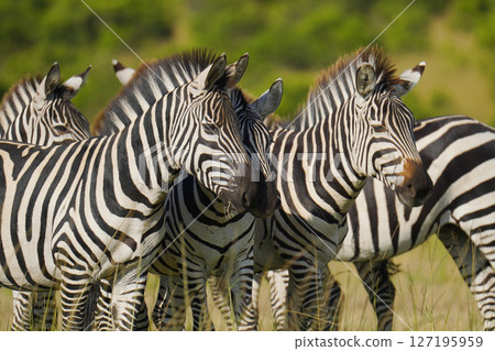 格蘭特斑馬 127195959