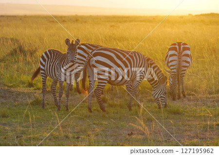Grant's zebras in the morning glow Grant's zebras in the morning glow 127195962