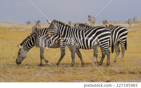 Grant Zebra 127195965