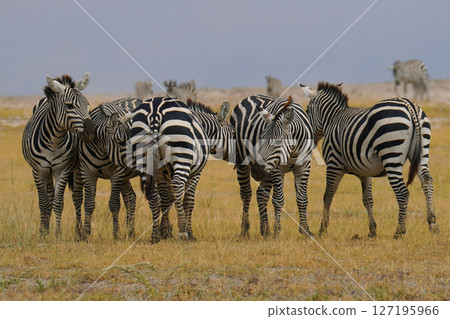 Grant Zebra Grant Zebra 127195966