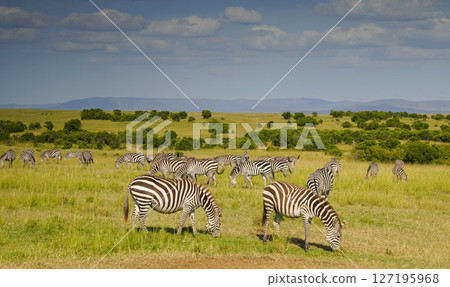 格蘭特斑馬 127195968