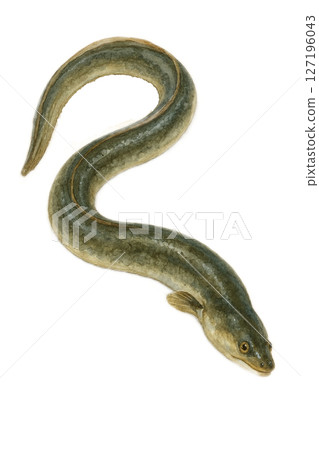 鰻魚圖 127196043