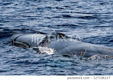 fin whale in mediterranean detail of blowhole fin whale in mediterranean detail of blowhole 127196227