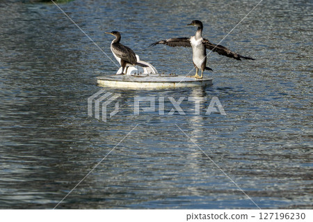 cormorants in genoa old harbor cormorants in genoa old harbor 127196230