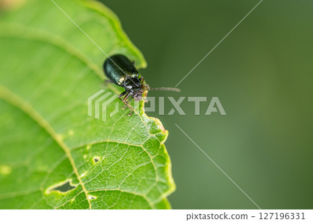 Stag beetle 127196331