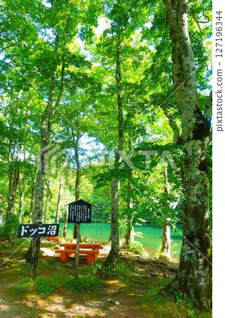 多科沼澤藏王鮮綠 127196344