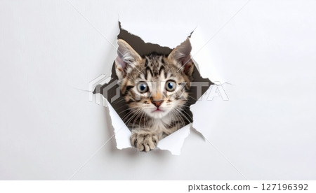 Cute domestic feline portrait on a white background with copy space Cute domestic feline portrait on a white background with copy space 127196392