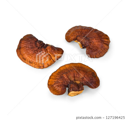 Lingzhi Mushroom Ganoderma Lucidum Isolated on white background. Lingzhi Mushroom Ganoderma Lucidum Isolated on white background. 127196425