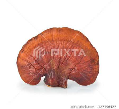 Lingzhi Mushroom Ganoderma Lucidum Isolated on white background. Lingzhi Mushroom Ganoderma Lucidum Isolated on white background. 127196427