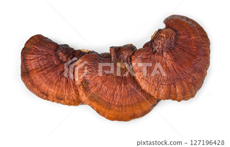 Lingzhi Mushroom Ganoderma Lucidum Isolated on white background. Lingzhi Mushroom Ganoderma Lucidum Isolated on white background. 127196428