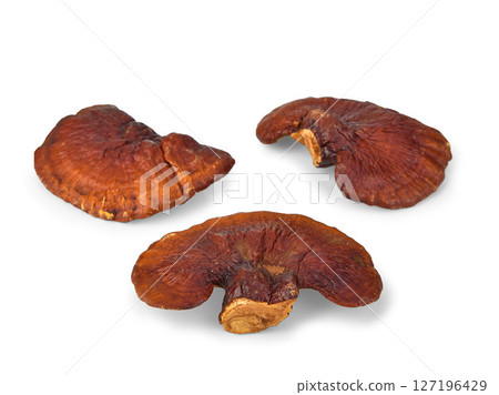 Lingzhi Mushroom Ganoderma Lucidum Isolated on white background. Lingzhi Mushroom Ganoderma Lucidum Isolated on white background. 127196429