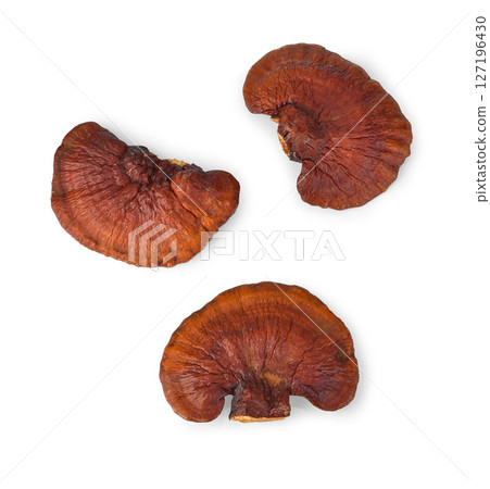 Lingzhi Mushroom Ganoderma Lucidum Isolated on white background. Lingzhi Mushroom Ganoderma Lucidum Isolated on white background. 127196430