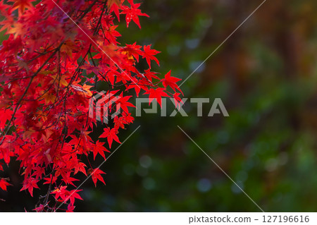 Bright red maple leaves close-up 127196616