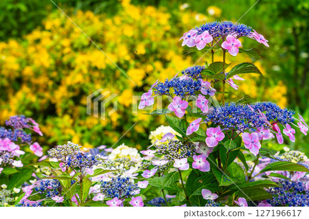 Hydrangea and Goldenrod Hydrangea and Goldenrod 127196617