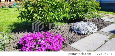 Vibrant red geraniums flourish in a garden bordered by neatly trimmed grass and ornamental plants. 127196785