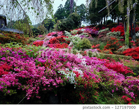 在福岡熱門的糸島享受一年一度的杜鵑花節 在福岡熱門的糸島享受一年一度的杜鵑花節 127197000