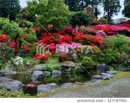 在福岡熱門的糸島享受一年一度的杜鵑花節 在福岡熱門的糸島享受一年一度的杜鵑花節 127197002