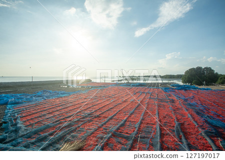 shrimp paste drying in the sun on a blue cloth., Thai tradition food shrimp paste drying in the sun on a blue cloth., Thai tradition food 127197017