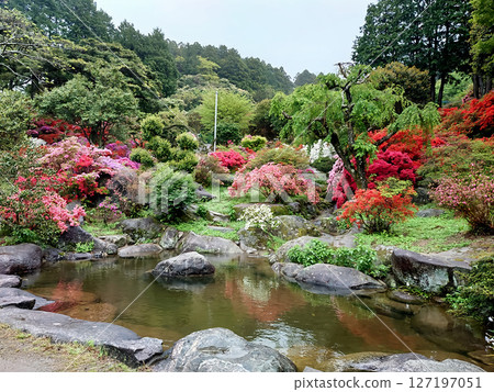 漫步於福岡熱門景點糸島杜鵑花園 漫步於福岡熱門景點糸島杜鵑花園 127197051