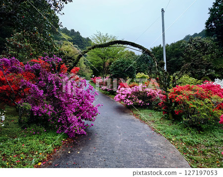 漫步於福岡熱門景點糸島杜鵑花園 漫步於福岡熱門景點糸島杜鵑花園 127197053