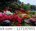 漫步於福岡熱門景點糸島杜鵑花園 127197055