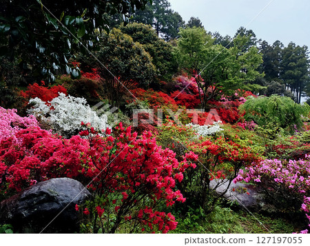 漫步於福岡熱門景點糸島杜鵑花園 漫步於福岡熱門景點糸島杜鵑花園 127197055