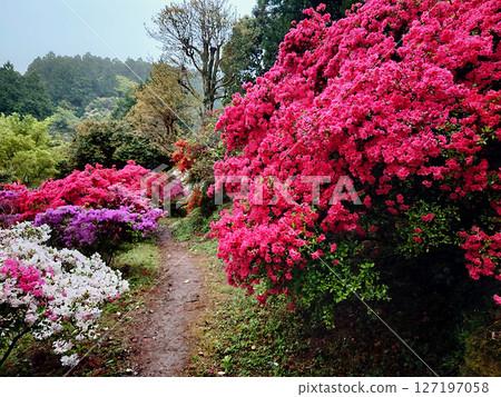 漫步於福岡熱門景點糸島杜鵑花園 漫步於福岡熱門景點糸島杜鵑花園 127197058