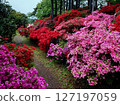 漫步於福岡熱門景點糸島杜鵑花園 127197059