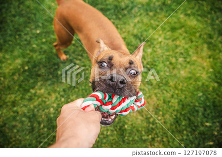 Funny close-up of a brown Boxer dog playfully tugging on a red, green, and white rope toy with a comical expression during a game on the grass Funny close-up of a brown Boxer dog playfully tugging on a red, green, and white rope toy with a comical expression during a game on the grass 127197078