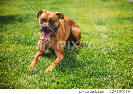 Brown Boxer dog lies on green lawn with tongue hanging out, resting and panting after active play in a sunny backyard garden Brown Boxer dog lies on green lawn with tongue hanging out, resting and panting after active play in a sunny backyard garden 127197079